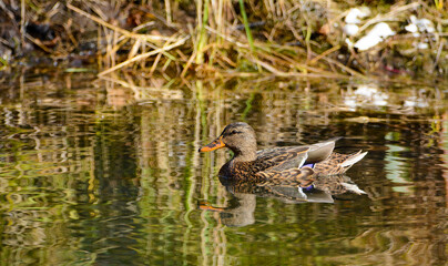 Ducks in the fall colors in Canadian forest, Quebec