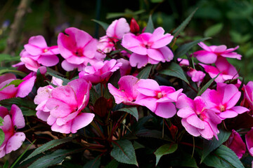 Pink beautiful flowers of balsam on a dark background.