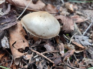 mushrooms in the forest