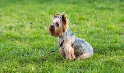 yorkshire terrier on the grass side view