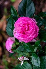 Pink beautiful rose bud in summer garden.