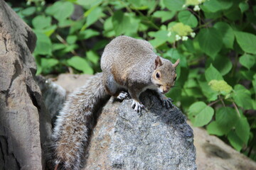 écureuil 