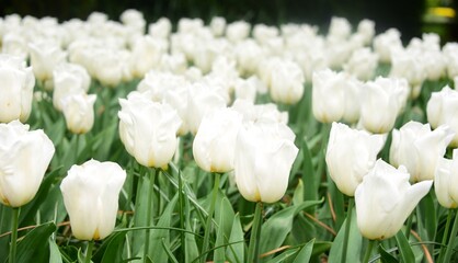white tulips in the garden field 