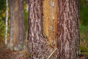 Old pine trunks damaged by resin extraction. Coniferous forest stand in Central Europe.