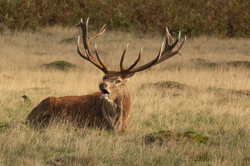 Adult red deer sitting on the grass and roaring during rutting season at Richmond Park, London, United Kingdom