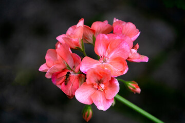 Pink beautiful geranium flower on a dark background.