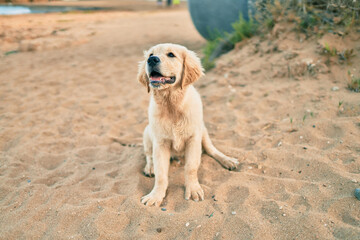 Beautiful and cute golden retriever puppy dog having fun at the beach sitting on the golden sand. Lovely labrador purebred at the shore on summer