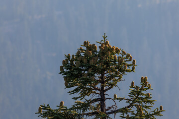 Shasta Fir Tree with Cones