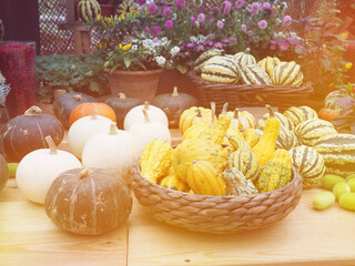 the harvest, autumn pumpkin different lifestyle