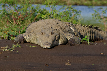 American crocodile (Crocodylus acutus) at Tarcoles River, Costa Rica