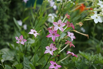 pink flowers in the garden, nature, plant, flowers, green, blossom, purple, bloom, summer, flora, beauty, leaf, field