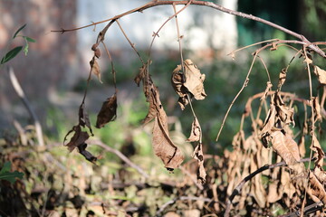 Withered leaves, nature, plant, tree, grass, autumn, branch,  forest, wild, bush