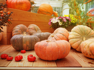 the harvest, autumn pumpkin different lifestyle