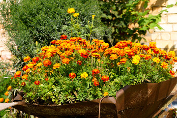 Fototapeta na wymiar Multi-colored marigolds grow in an old wheelbarrow in the garden.