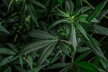 Mature marijuana plant with bud and leaves. Marijuana plant texture on an indoor cannabis farm.The concept of Indoor grow marijuana. marijuana for recreational purposes.
