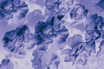 Fototapeta premium Abstract floral background, violet carnations flower. Violet flowers backdrop