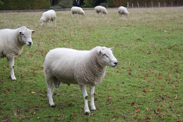 Obraz na płótnie Canvas sheep in grass farm field with copy space 