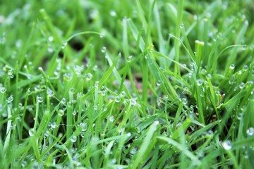 green grass background on meadow with drops of water dew in spring summer outdoors close-up macro. Beautiful artistic image of purity and freshness of nature, copy space.