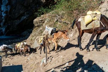 Pack ponies on the Everest base camp trail moving essential supplies up the mountain.