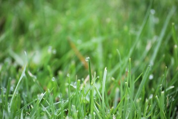 green grass background on meadow with drops of water dew in spring summer outdoors close-up macro. Beautiful artistic image of purity and freshness of nature, copy space.