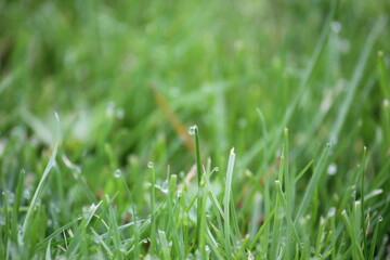 green grass background on meadow with drops of water dew in spring summer outdoors close-up macro. Beautiful artistic image of purity and freshness of nature, copy space.