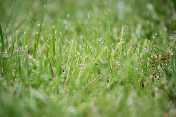 green grass background on meadow with drops of water dew in spring summer outdoors close-up macro. Beautiful artistic image of purity and freshness of nature, copy space.