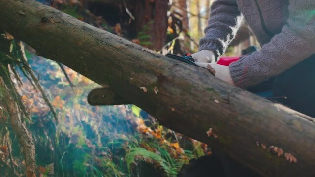 Forest Ranger cuts a log with a chainsaw in the forest