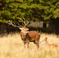 Adult red deer roaring during rutting season at Richmond Park, London, United Kingdom. Rutting season lasts for around 2 months during autumn