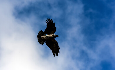 Hooded Crow Flying in the Sky with Wings Spread