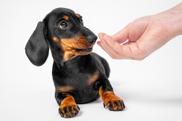 Dachshund puppy warily sniffs hand of human, white background, copy space. Baby dog trains not to take food from hands of stranger and not to pick up garbage from ground on street.