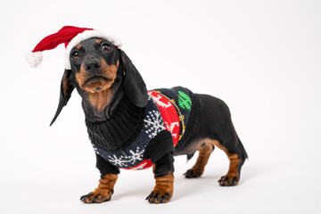 Cute serious dachshund puppy in Christmas sweater and Santa hat with fur obediently stands on white background, looks at someone and waits for holiday miracle, copy space.
