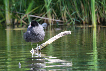 Ein Blässhuh, Teichhuhn in einem Teich.