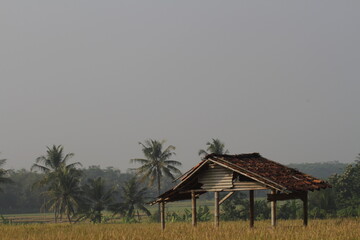 hut in the rice field