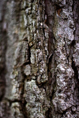 Close-up of the bark of a tree