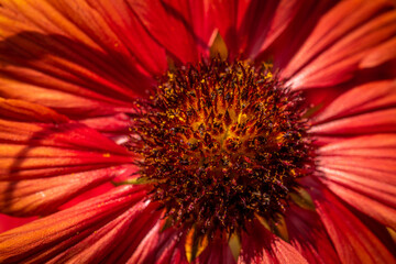 Red and Yellow Indian Blanketflower in the Garden