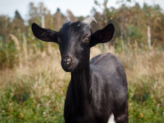Cute young goat in the pasture