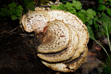 Close-up of a huge mushroom in the forest