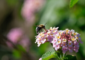Amegilla zonata or Blue Banded Bee is flying sucking flower juice. bee on pink flower. close up in nature