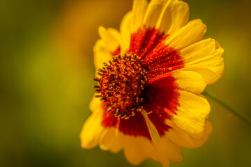 Red and Yellow Tickseed Flower or Plains Corepsis in the Garden