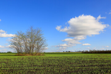 Grove in  middle of  green agricultural field
