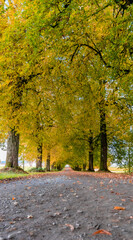 Allee im Herbst
