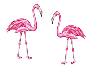 Obraz premium Watercolor illustration of two tropical birds - pink flamingos. Hand drawn. Template. Clipart. Close up.