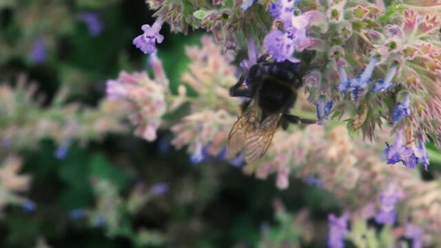 The bumblebee flies around the cornflower and collects nectar. Pollination of plants in the meadow. Ecology. The bumblebee collects nectar from blue flowers.