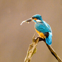 The common Kingfisher (Alcedo) on a branch with a fish.