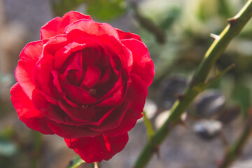 Closeup red rose in summer garden on sunny day