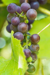 Bunch of ripe purple grapes in garden in autumn sunlight. Vertical