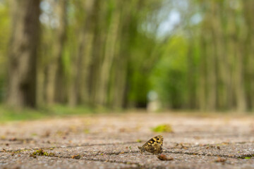 Dead butterfly lying on a path with trees on the background and shallow depth of field