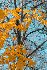 Maple yellow leaves on the branches of tree in autumn with blue sky background