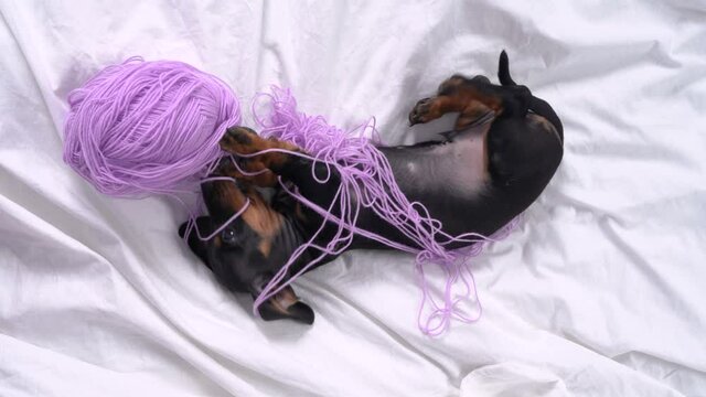 Active dachshund puppy stole skein of yarn, nibbles it, wallows and gets tangled in threads, top view. Naughty and restless baby dog left alone at home and making mess.