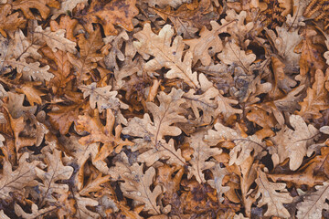 Oak tree brown leaves background texture with water drops